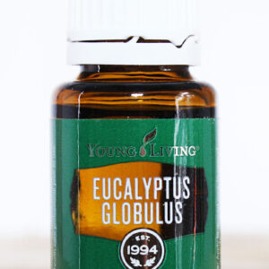 eucalyptus globulus